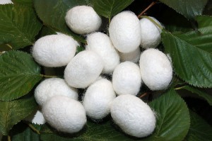 Silkworm cocoons. Compliments of www.artofsilk.com