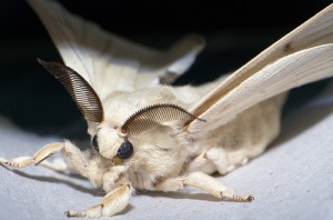 Bombyx mori Moth a.k.a.the domesticated silk moth. Compliments of xsilk.com