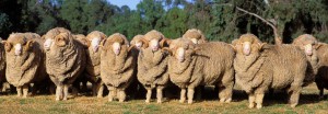 merino-sheep